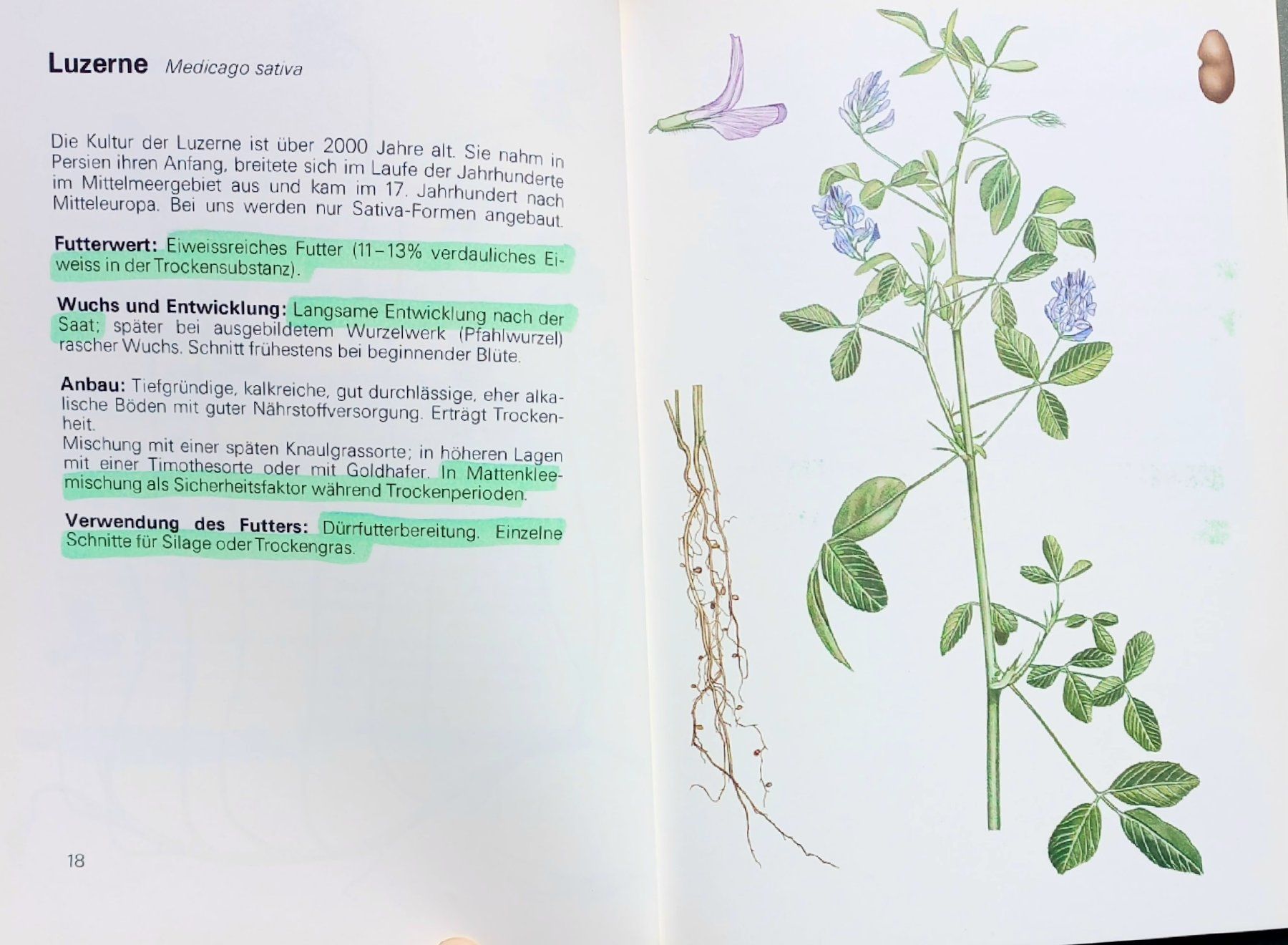 Libri: Buch - Die wichtigsten Futterpflanzen – Usato da Niederuzwil venduto da lubimaja 5