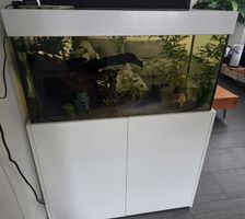 250-Liter-Aquarium mit Unterschrank, Einrichtung & Besatz