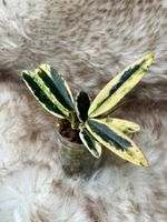 Hoya Lyi ‚Prism‘ 🦄✨