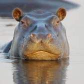 Profile image of ReuKos