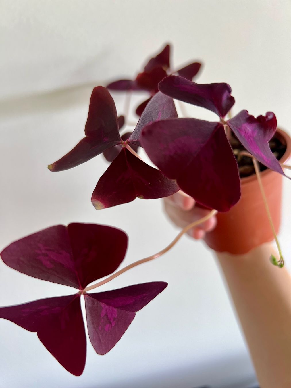Pflanzen & Samen: Oxalis Triangularis, Roter Glücksklee – Gebraucht aus Glattpark(Opfikon) von ste_n99y