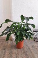 Plante fleur de lune - Spathiphyllum wallisii