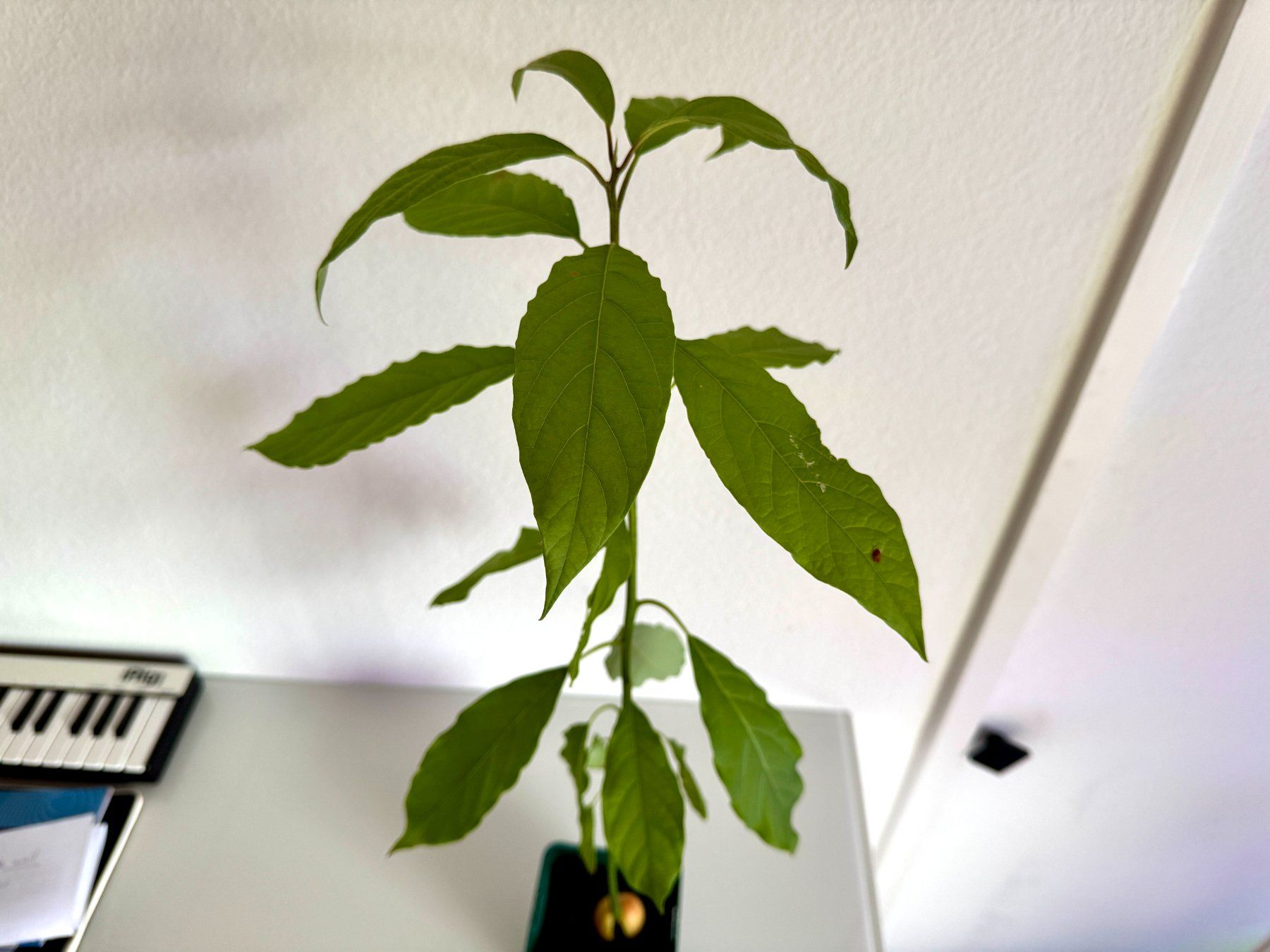 Piante & sementi: Avocado Baum – Usato da Schlieren venduto da Edgar_k 6