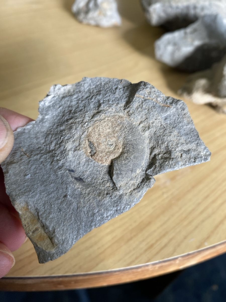 Fossili: Nautilus Fossilien Pyrit – Usato da Liestal venduto da Stephanoceras1 6