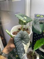 🌿 Alocasia ‘Melo Albo’ Rhizom zu verkaufen 🌿