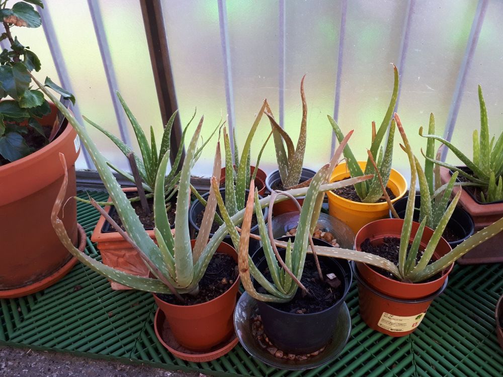 Aloe Vera BIO Pflanze Kaufen auf Ricardo