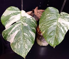 🍀 MONSTERA BORSIGIANA ALBO VARIEGATA 2 LEAFS FROM 1.- CHF🍀