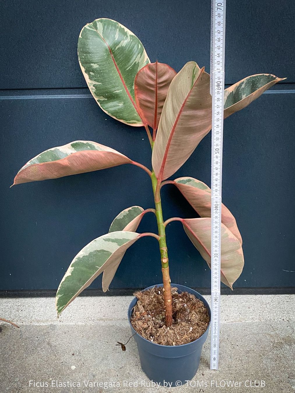 Piante & sementi: Ficus Elastica Variegata Red Ruby - 50-70cm grosses Bäumchen – Nuovo e nell'imballaggio originale da Adliswil venduto da asTOMas963 2