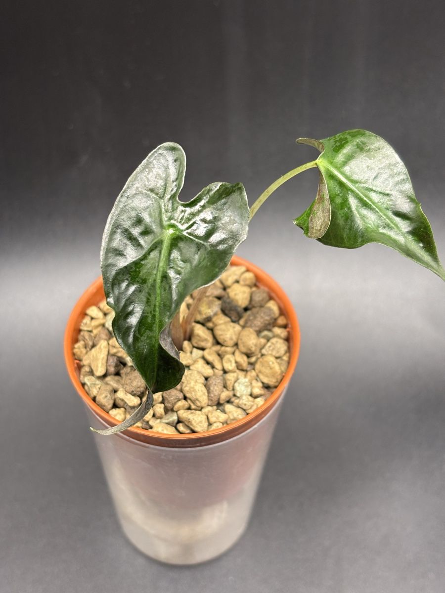 Piante & sementi: Alocasia Loco 1-11 – Nuovo e nell'imballaggio originale da Basel venduto da Pink_White 1