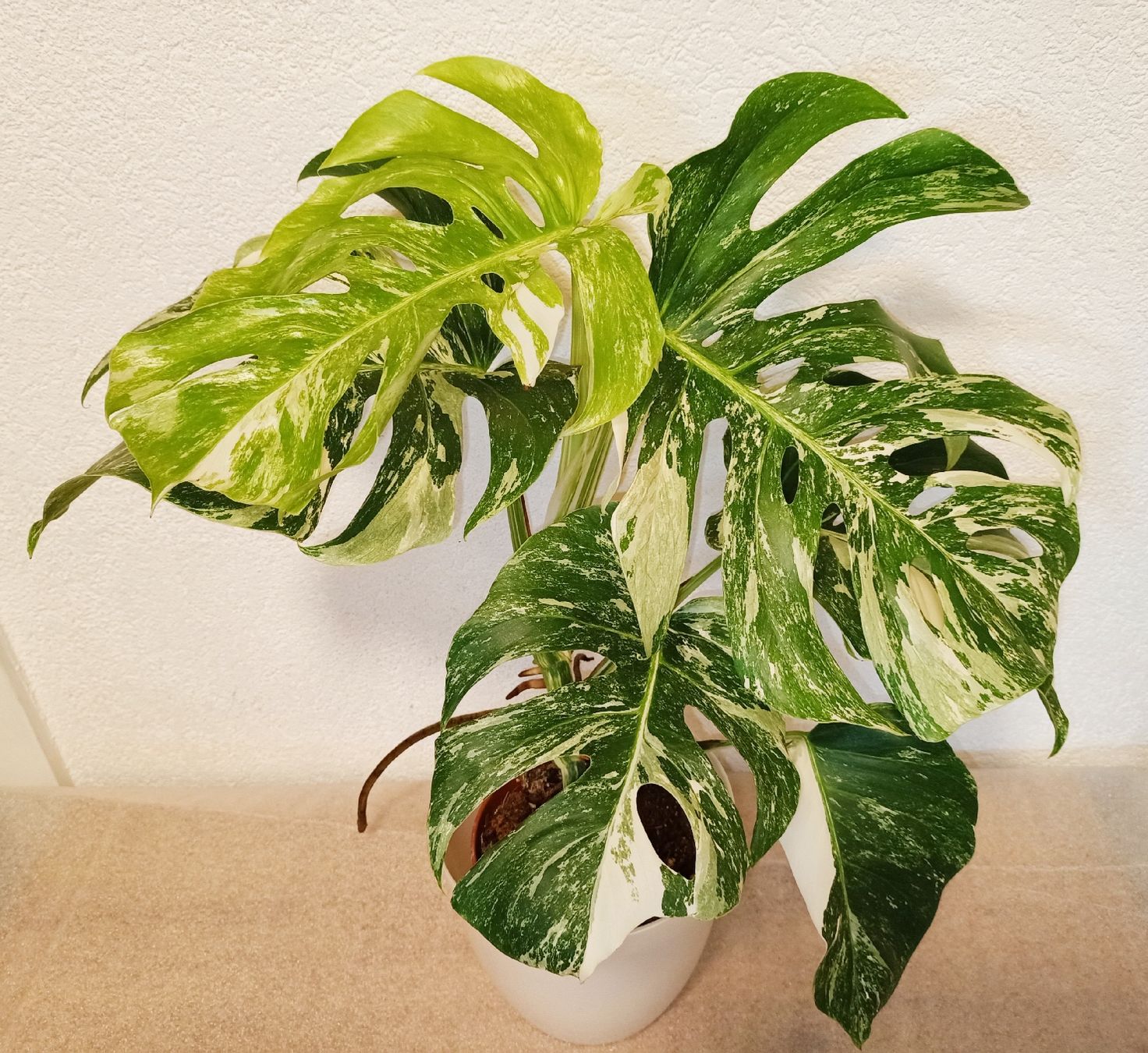 Piante & sementi: Monstera Deliciosa Albo Variegata – Nuovo (secondo la descrizione) da schöftland venduto da UniquePlants
