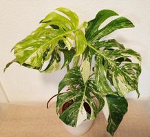 Monstera Deliciosa Albo Variegata