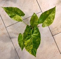 Alocasia Gageana Aurea