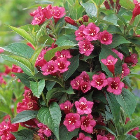 Plantes & graines: Weigelie 'Bristol Ruby' - Weigela - 2 Pflanzen – Neuf avec emballage d'origine à Sumiswald par Cham14558 1