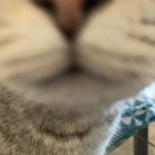 Profile image of Timot