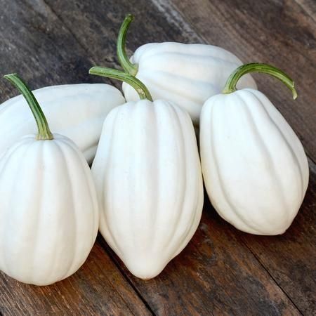 Pflanzen & Samen: 7 Samen MASHED POTATO Kürbis – Neu (gemäss Beschreibung) aus Ehrendingen von VerveinaSamen