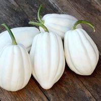 7 Samen MASHED POTATO Kürbis