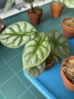 Alocasia Dragon Scale