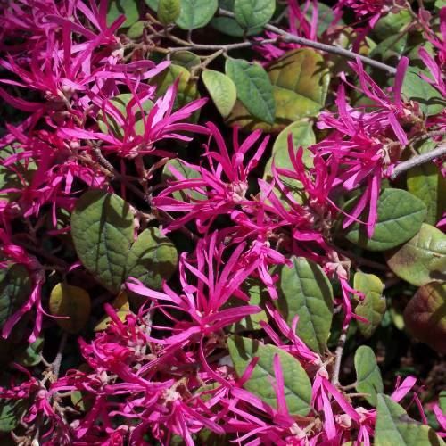Piante & sementi: Loropetalum  Fire Dance 15-20cm – Nuovo e nell'imballaggio originale da Bremblens venduto da FIBONACCI369 3
