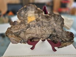 Versteinertes Holz Scheibe Unikat guter Zustand USA Mineral