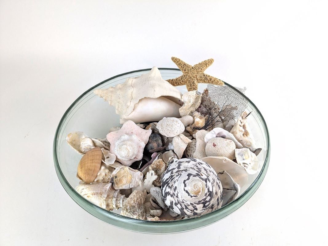 Tutte le decorazioni: Muschelset in Dekoschale – Usato da Thun venduto da Restwert_Thun 3