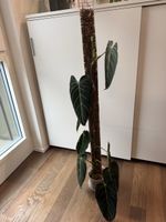 Philodendron Melanocrysum