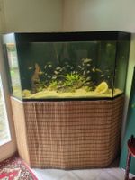 Eckaquarium 580l inkl. Zubehör (ohne Fische) ab 1.-