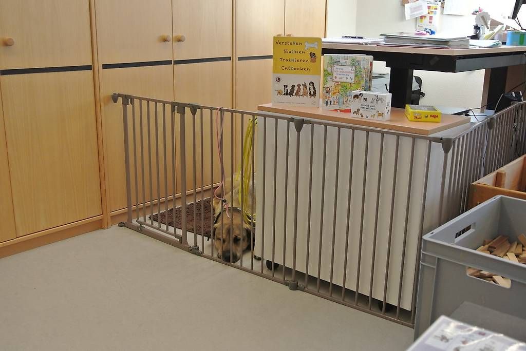 Box & Barriere di sicurezza: Laufgitter/ Absperrgitter Hunde – Usato da Scherzingen venduto da Africola 1