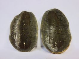 Versteinerte Pflanze Fossil BLATT - FARN MAZON CREEK USA