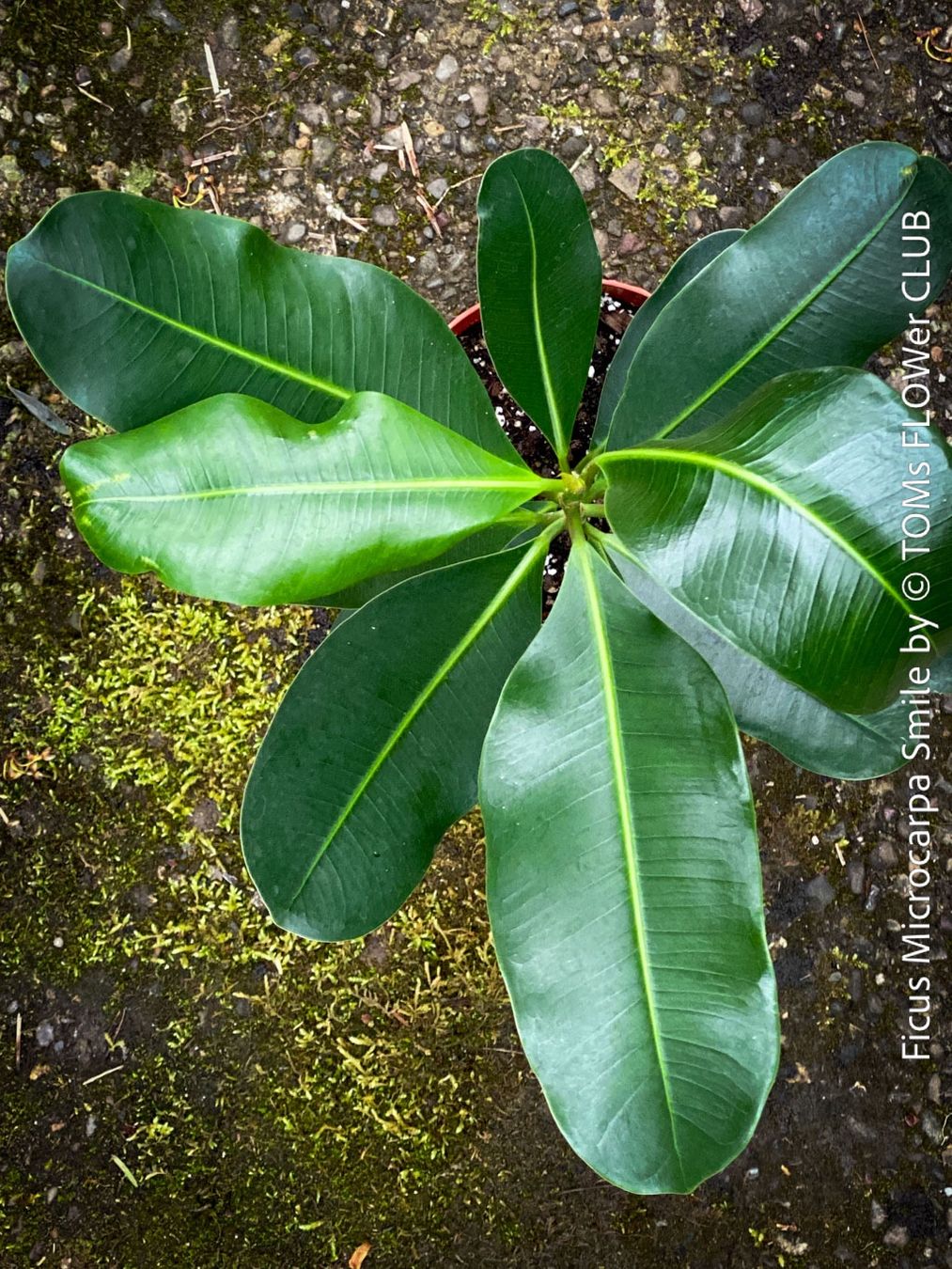 Piante & sementi: Ficus Microcarpa Smile - Kompakter Indoor-Baum – Nuovo e nell'imballaggio originale da Adliswil venduto da astom369