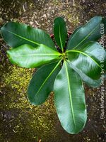 Ficus Microcarpa Smile - Kompakter Indoor-Baum