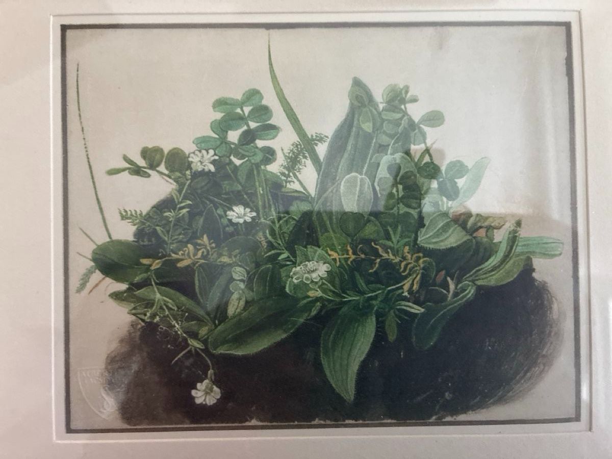 Foto & Immagini: Antikes Blumenbild von Albrecht Dürer – Usato da Urtenen-Schönbühl venduto da Caravaggio5 1