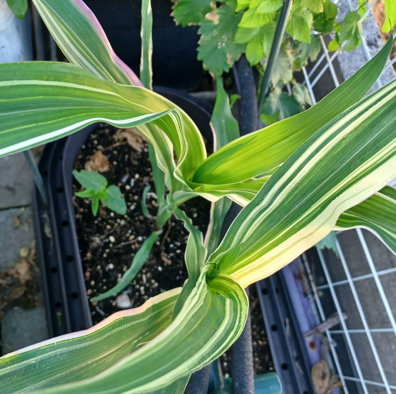 Piante & sementi: Samen Mais  Variegata 5 Stk. – Usato da Schwaderloch venduto da bademeister79