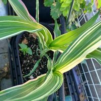 Samen Mais  Variegata 5 Stk.