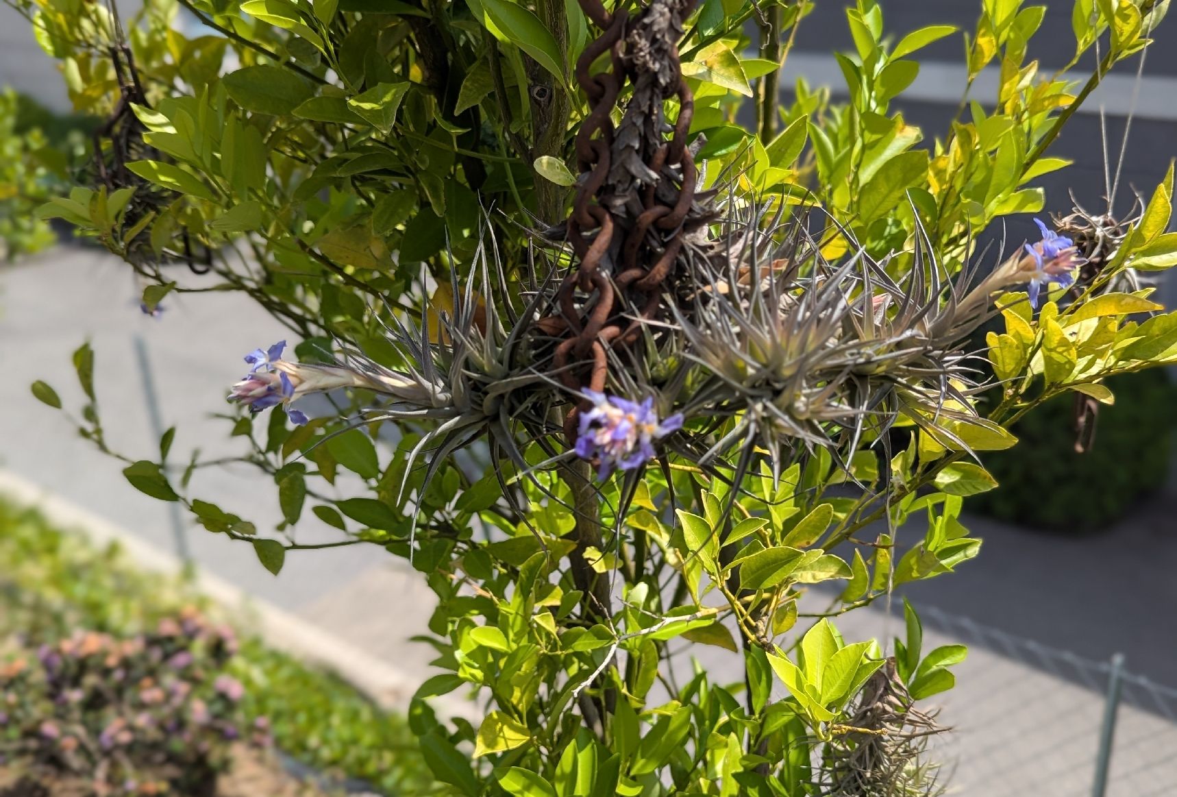 Pflanzen & Samen: Tillandsia bergerii  – Gebraucht aus Comano von che_8lc2 3