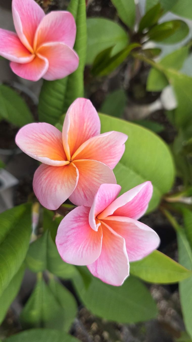 Piante & sementi: Plumeria / Frangiapani Synchronicity – Usato da St.Erhard venduto da Plumilandschweiz