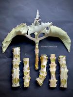 Kalanchoe Beharensis - samtige Elefantenohrpflanze