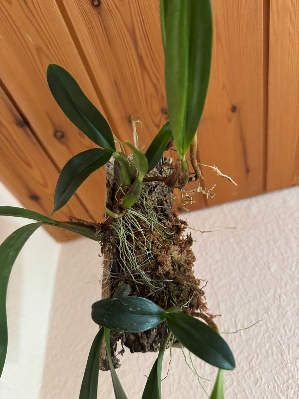Piante & sementi: Bulbophyllum falcatum – Usato da Männedorf venduto da mrclst 3