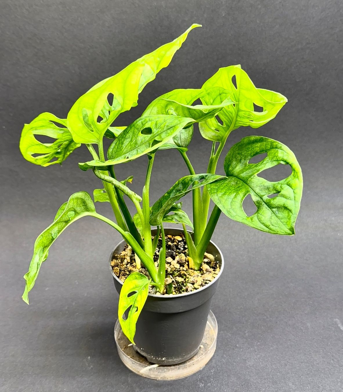 Piante & sementi: 🌿 Monstera adansonii – Usato da Zürich venduto da jpquast