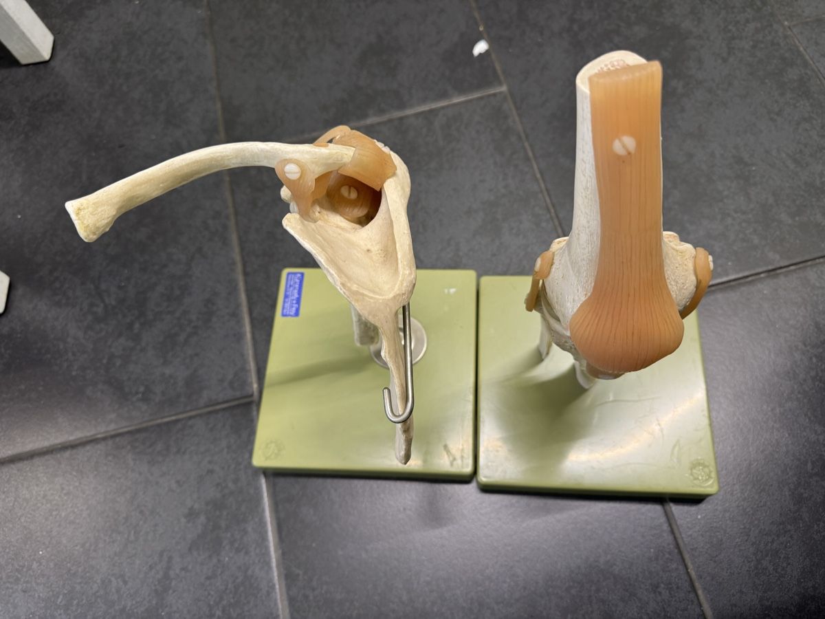 Attrezzature mediche: Funktionsmodell Knie | Schulter  – Usato da Orpund venduto da Rhodes0 2