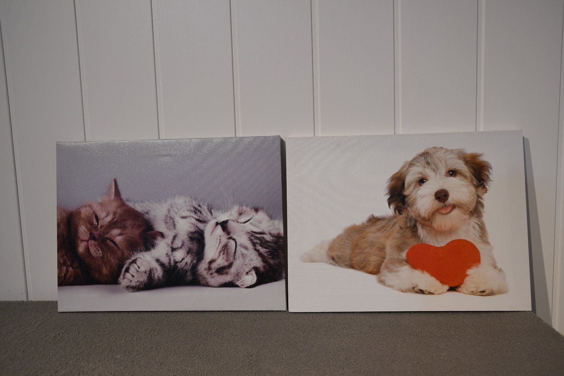 Foto & Immagini: 2 Leinwandbilder Katze und Hund – Usato da Niederrohrdorf venduto da Voase