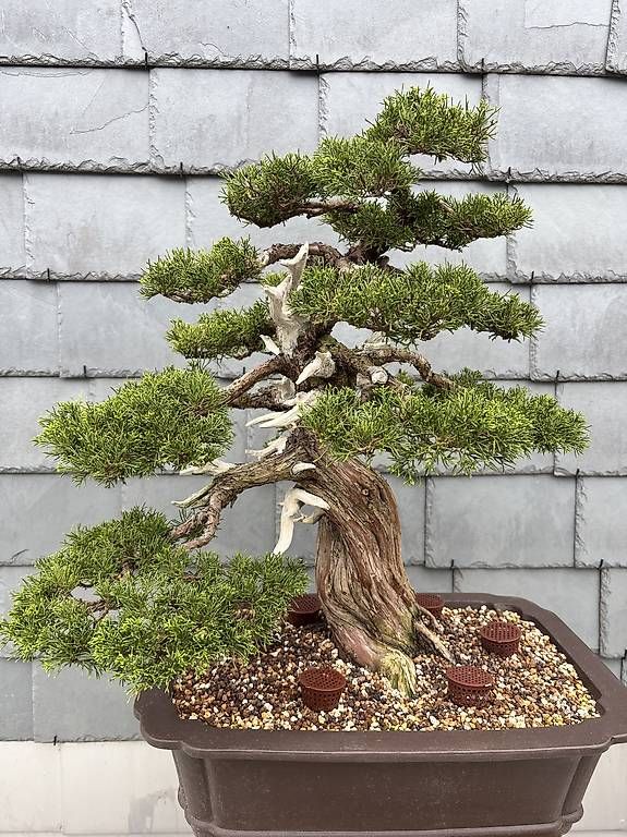 Piante & sementi: Itoigawa wacholer bonsai – Usato da Herisau venduto da men_9hwl