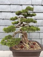 Itoigawa wacholer bonsai