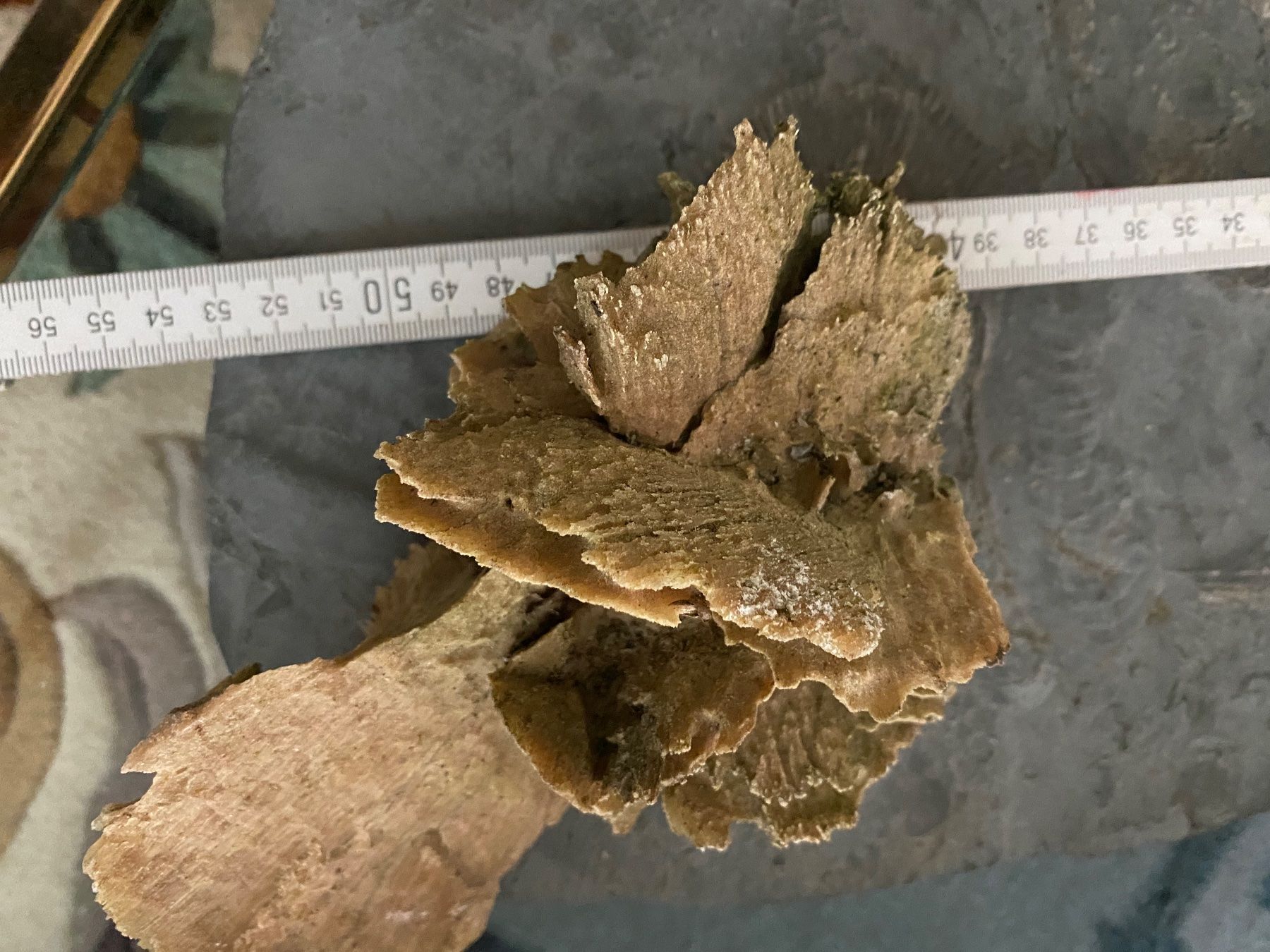 Fossiles: Fossilien – D'occasion à Weinfelden par MariaTG 5