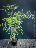 Moringa Hildebrandtii - Seltenheit aus Madagaskar fast 60cm