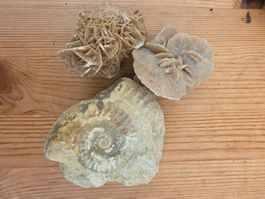 Fossil Ammonit und zwei Wüstenrosen Natursteine
