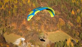 ICARO Buteo L