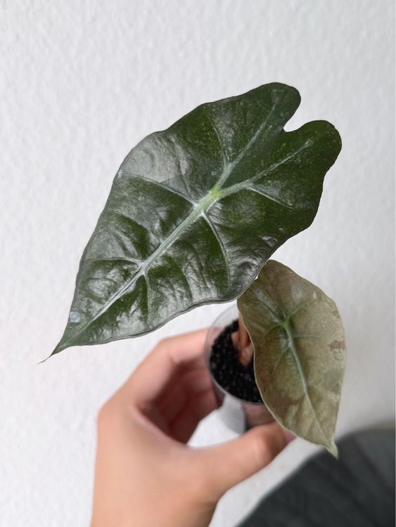 Alocasia Polly Pink Mint #6 (Neu (gemäss Beschreibung)) in Bern für CHF ...