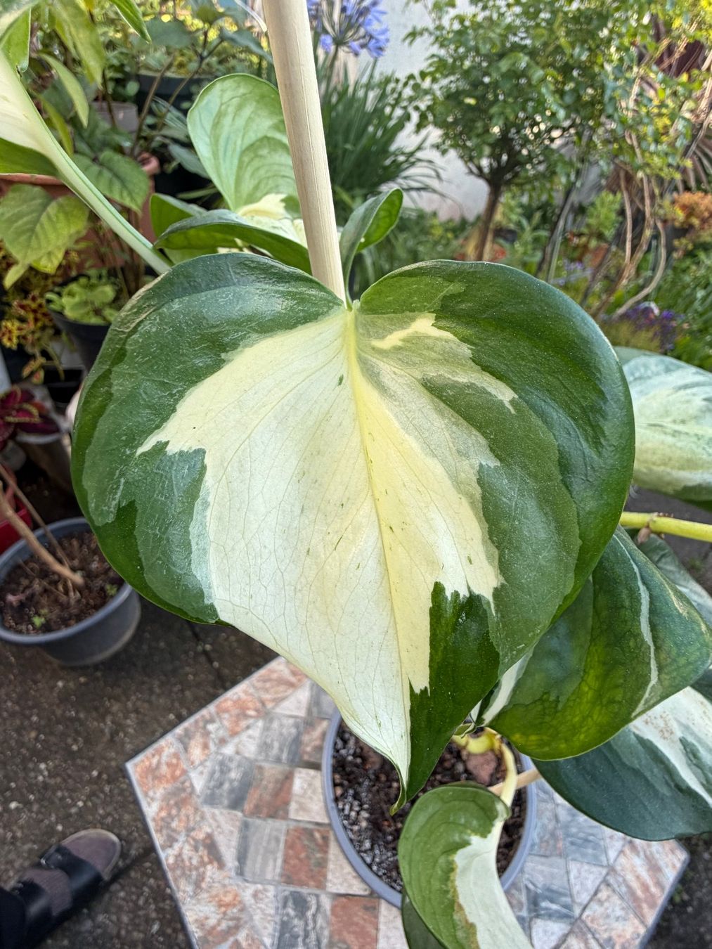 Piante & sementi: Efeutute Epipremnum Manjula - Happy Leaf, gr. Pflanze – Nuovo (secondo la descrizione) da Winterthur venduto da Aniger 7