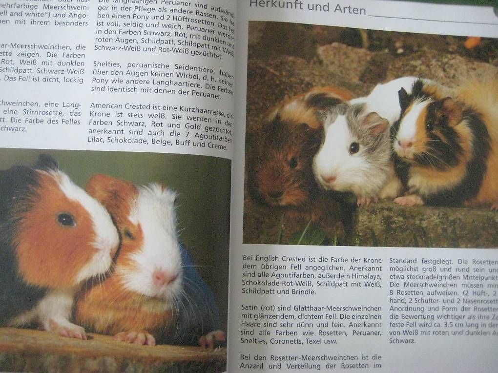 Libri: Kleintiere Putzige Freunde – Usato da Madiswil venduto da Mamaro 1
