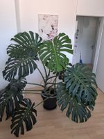 echte Monstera Pflanze